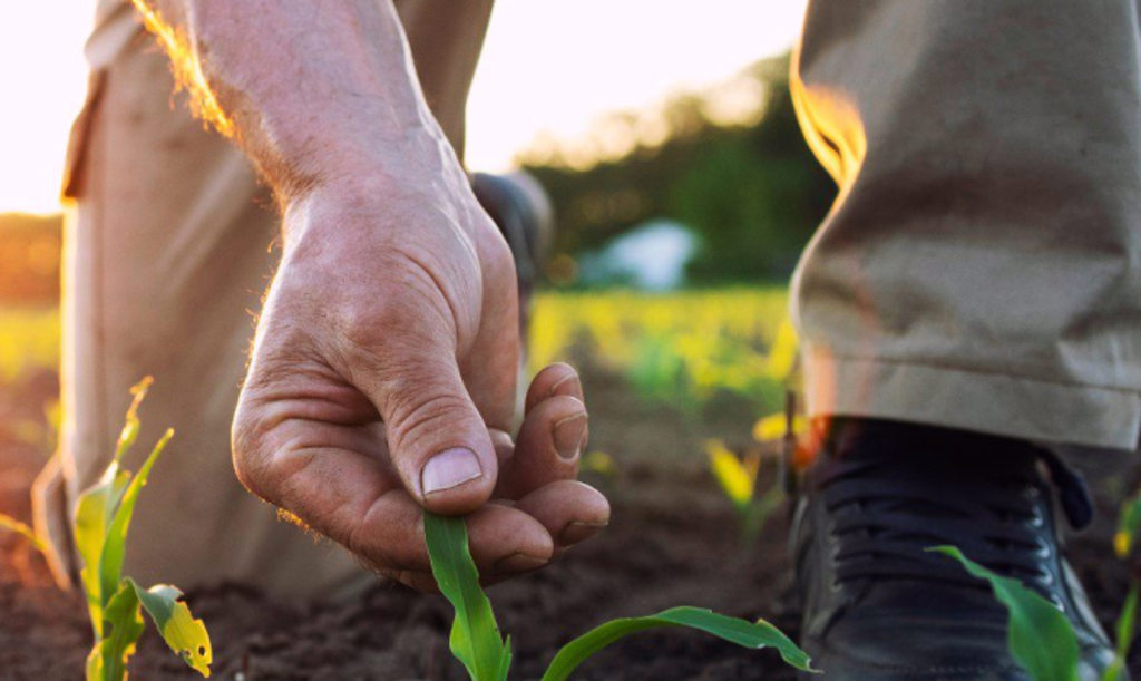 This image depicts a farmer kneeling down in a field with a close up of his hand as he holds a plant to inspect it.