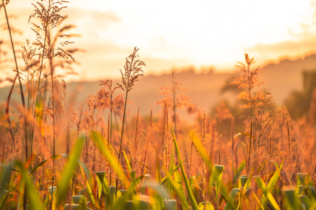 This image depicts a shallow depth of field photo of a field in Montgomery, Pennsylvania at sunset.