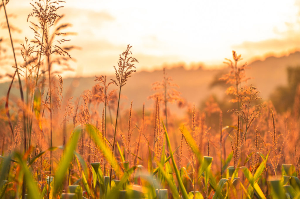Field This image depicts a shallow depth of field photo of a field in Montgomery, Pennsylvania at sunset.