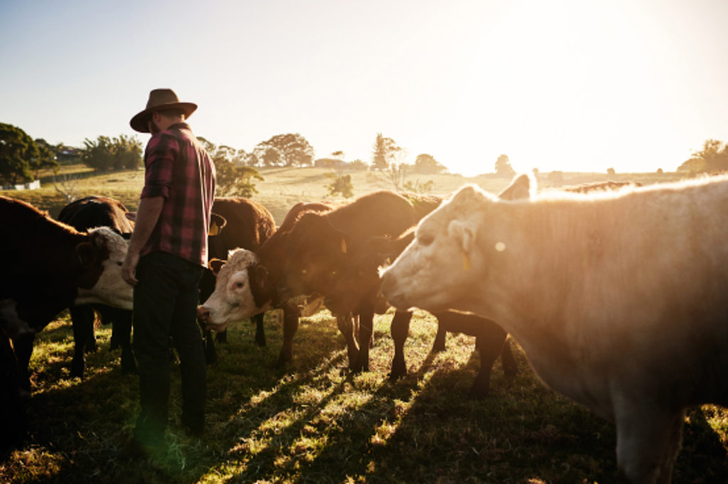 This image depicts a man wearing a hat and red flannel shirt standing in a field and surrounded by cows.
