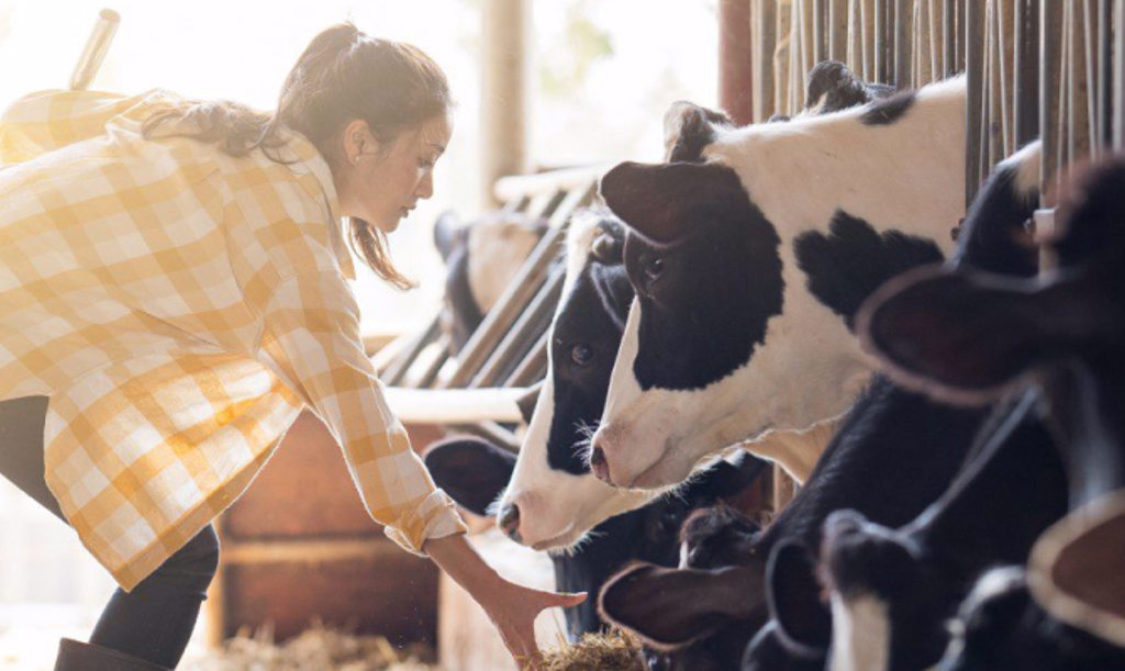 This image depicts a woman in a yellow plaid shirt leaning down to feed hay to cattle.